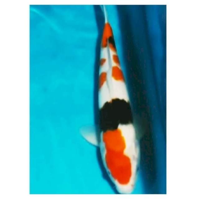 06#showa 40cm