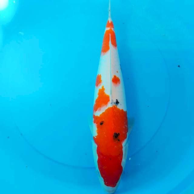 ⭐⭐⭐⭐ 42cm Sanke Female