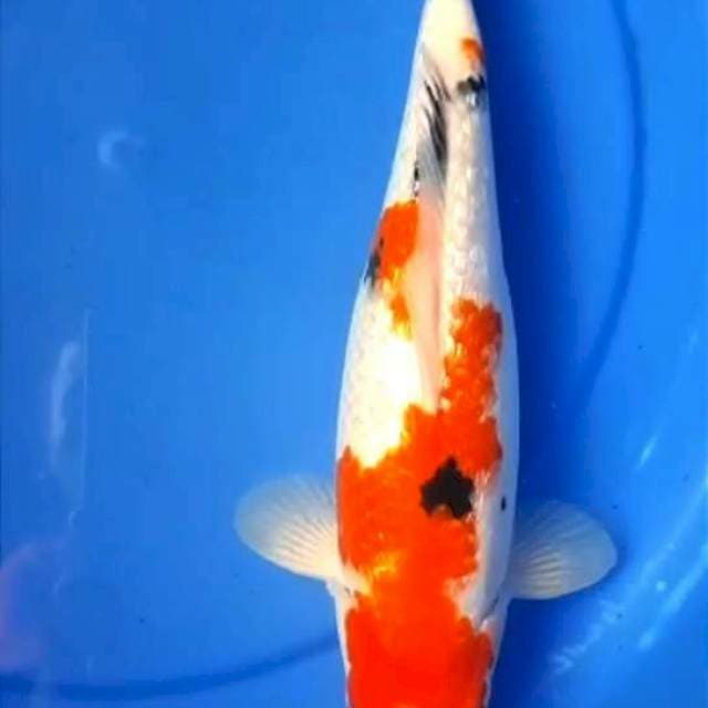 SANKE GINDRIN 29 CM