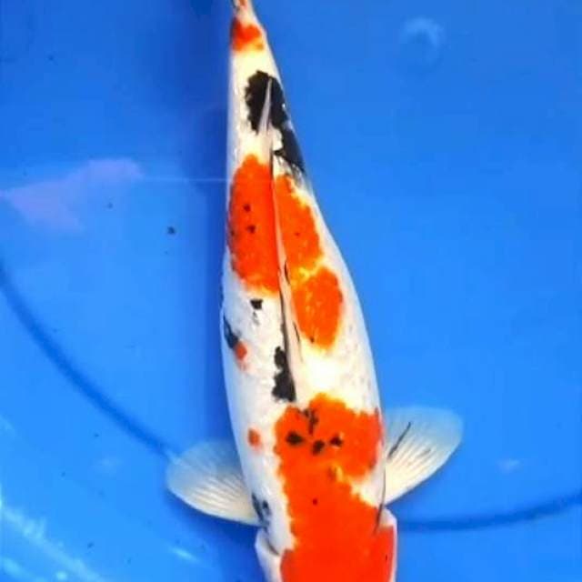 SANKE GINDRIN 29 CM