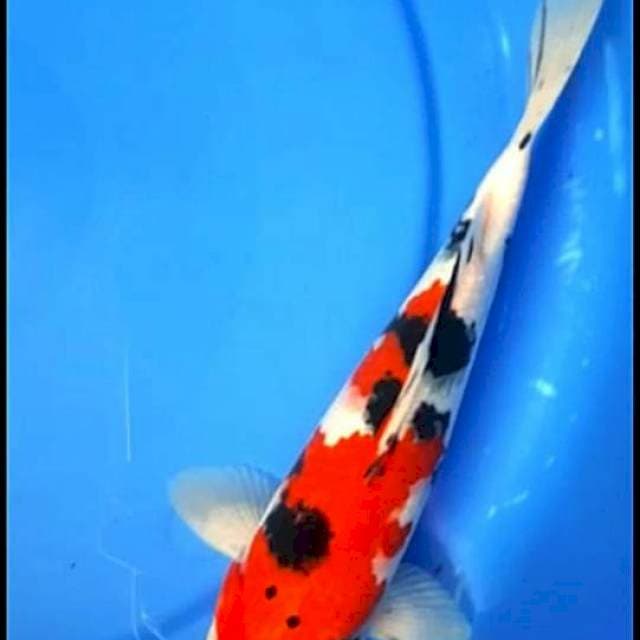 SANKE GINDRIN 25 CM