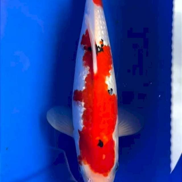 SANKE GINDRIN 29 CM