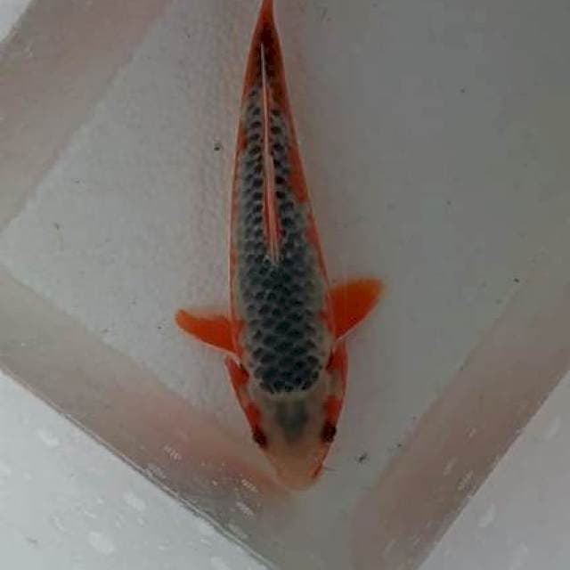 Asahi 25cm