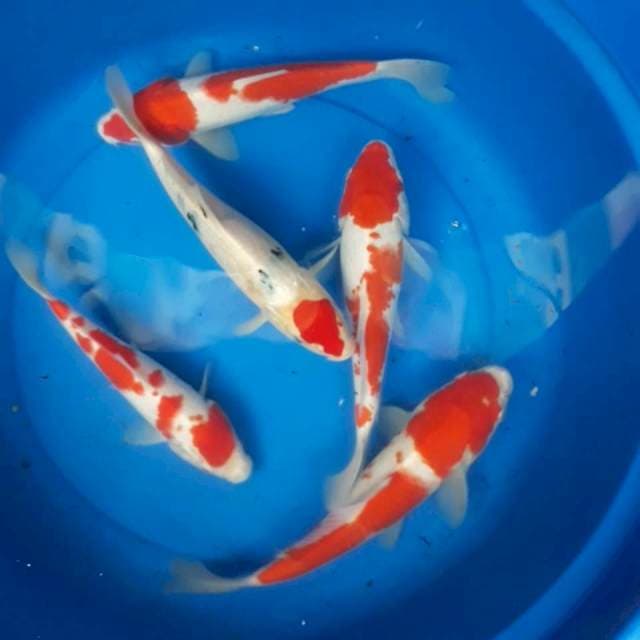 Mix 25 Bu 5 ekor