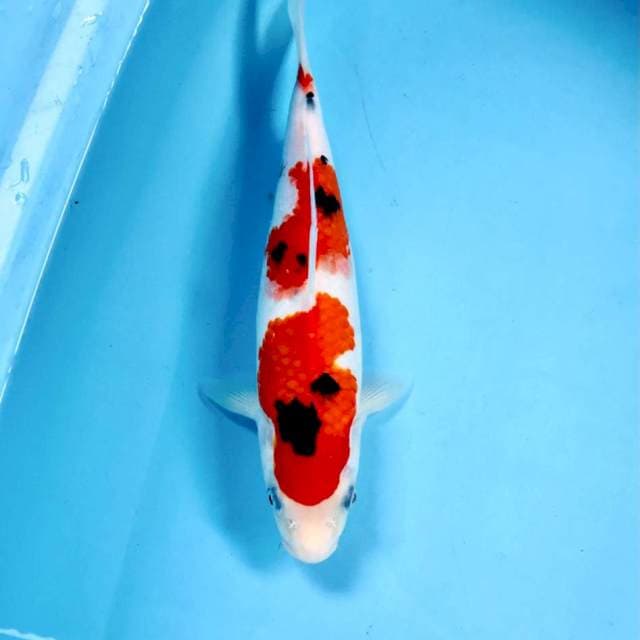 Sanke, 28 cm