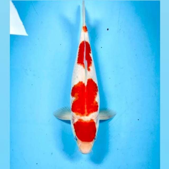 Kohaku, 31 cm
