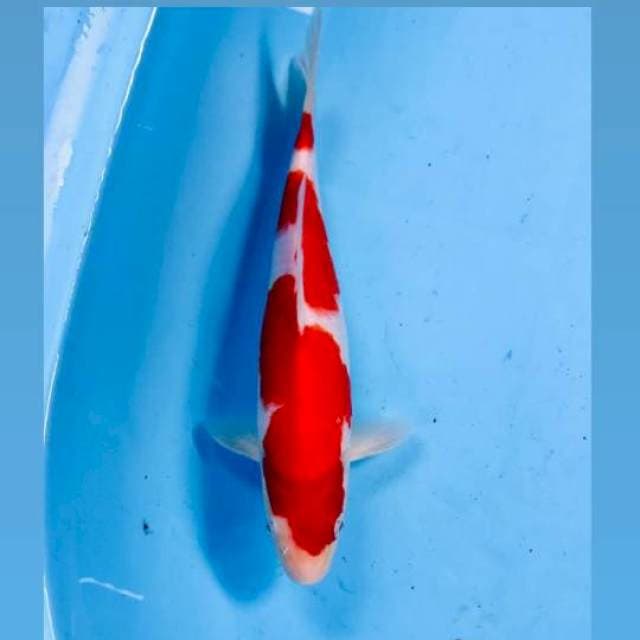 Kohaku, male 26 cm