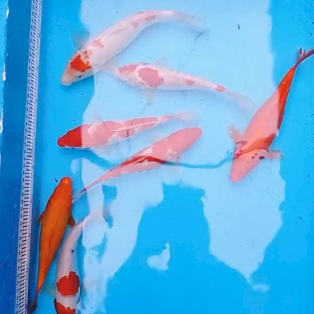 Mix, kohaku aka hajiro