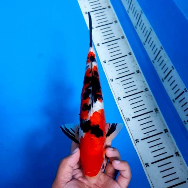 Sanke Doitsu 30cm