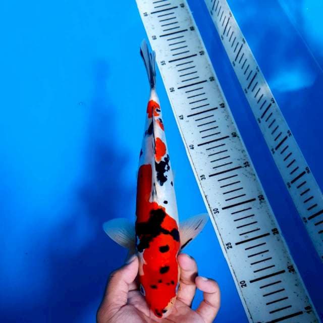 Sanke Doitsu 31cm