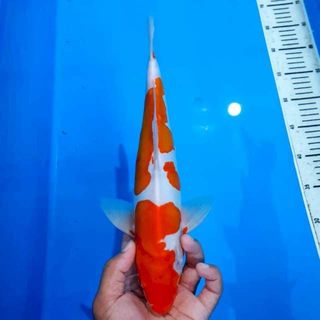 Kohaku doitsu