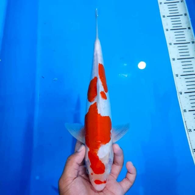 Kohaku doitsu