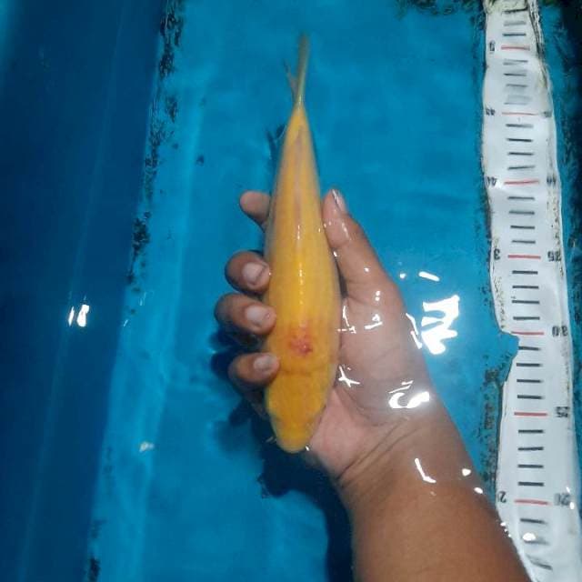 Karashi f1 marudo mm minus kejedot aquarium