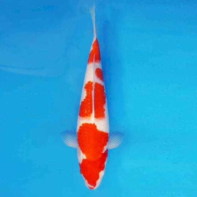 AKIRA 4 - KOHAKU 4 STEPS ®