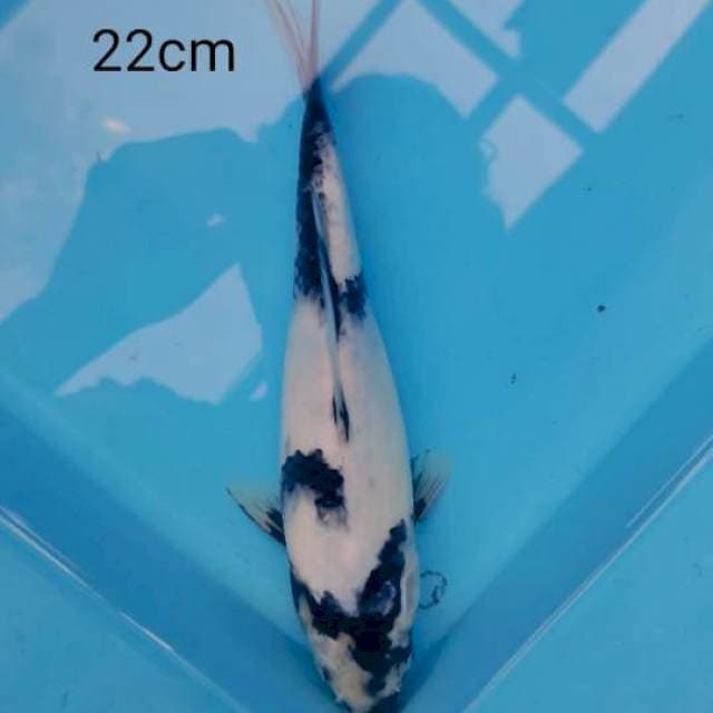 Shiro tateghoi 22