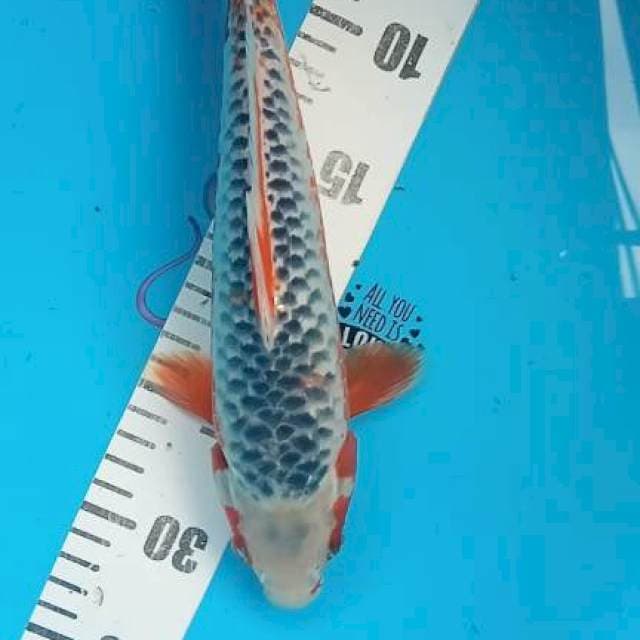 Asagi 29cm