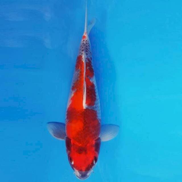 AKIRA 6 - SHOWA EVOLUITION ®