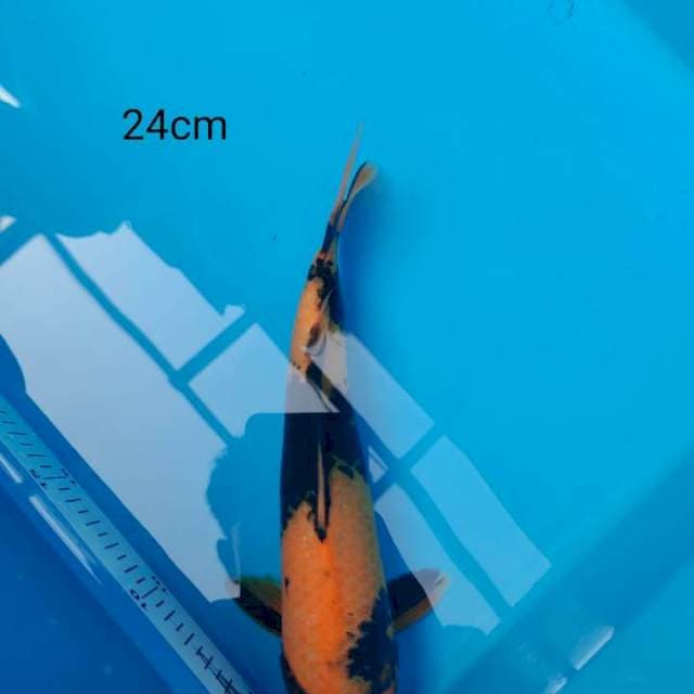 Hiu 24