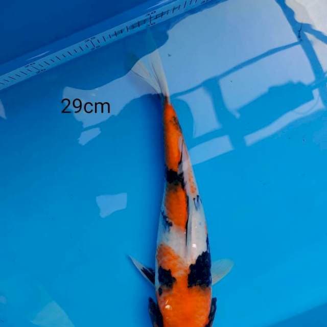 Showa 29
