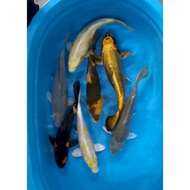 mix max 32-38 cm