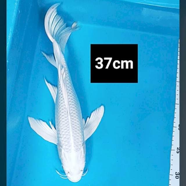 Kumpay platinum good fukurin 37cm