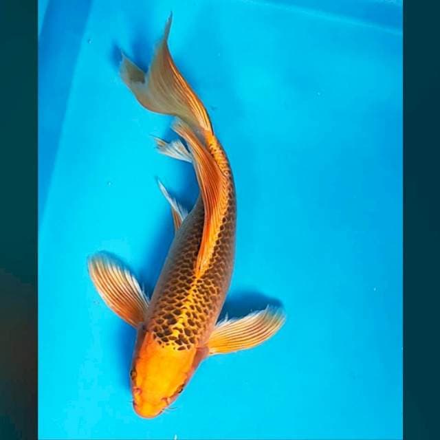 Kumpay aka matsuba strong 32cm