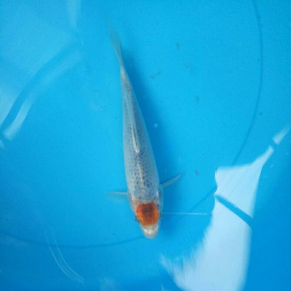 Tancho goshiki 22 cm