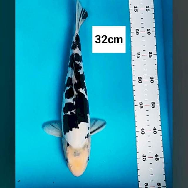 Bekko doit murni strong 32cm