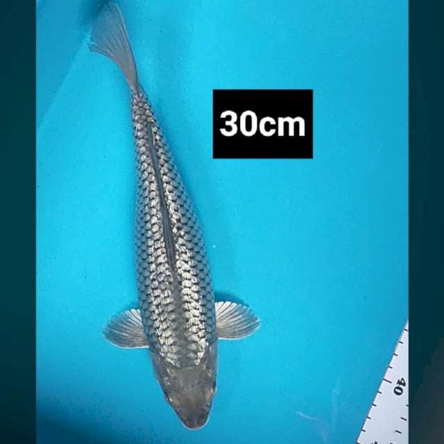 Soragoi ginrin body jos 30cm