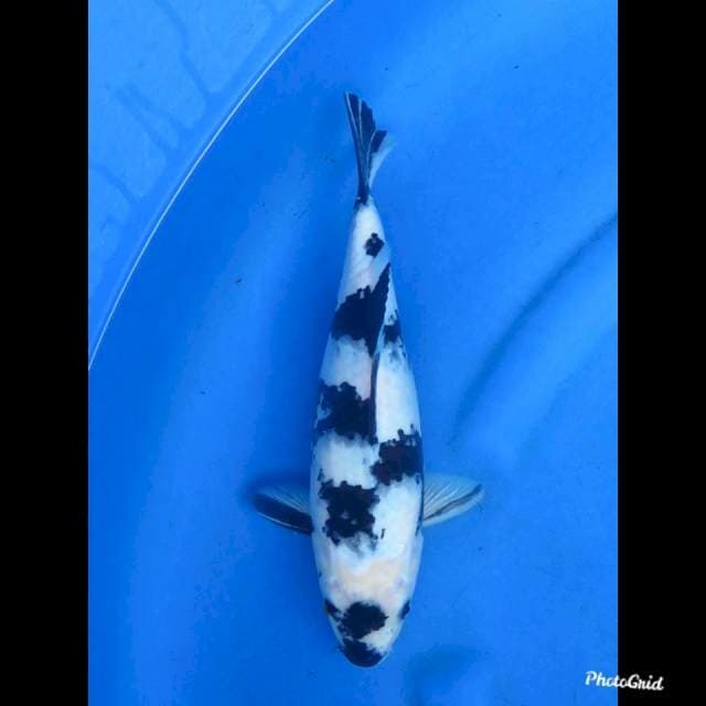 30cm , Sumimaru - Shiro Utsuri