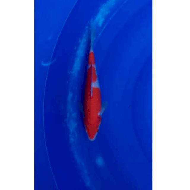 Kohaku 2Step Merah Strong 25cm (F)