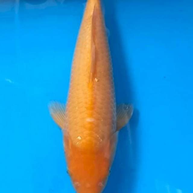Red Karasi Marudo certi