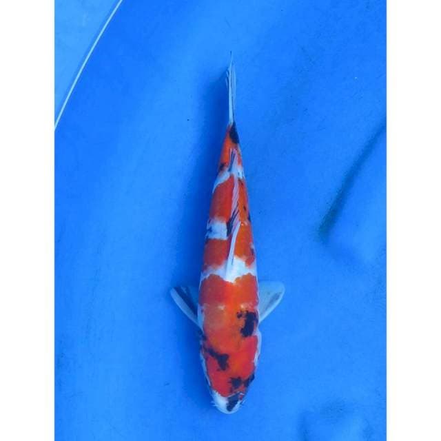 Showa tategoi - 25cm Male