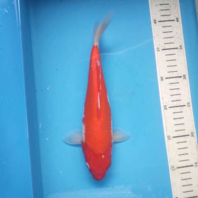 Kohaku, 26cm