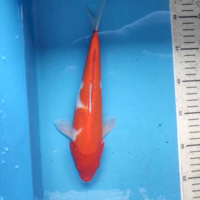 Kohaku, 26cm