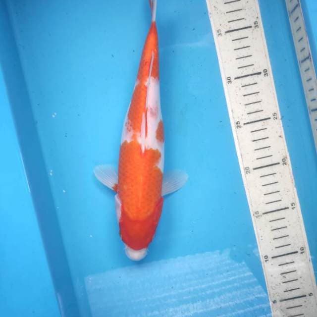 Kohaku, 29cm