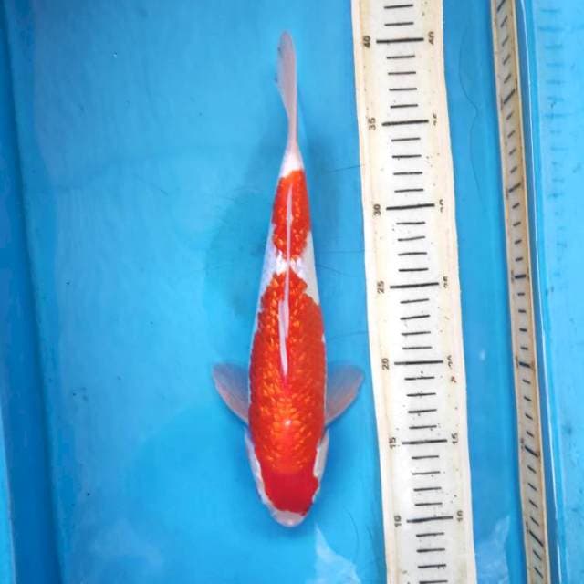 Kohaku gidrin, 28cm male