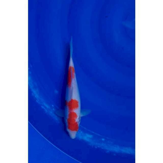 Kohaku 27cm F