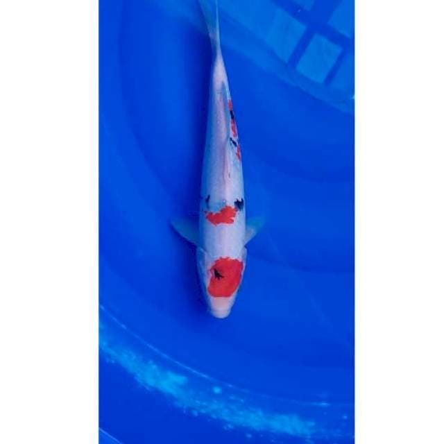 Maruten Sanke 29cm M