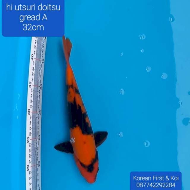 Hi utsuri doitsu