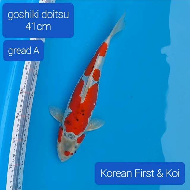 Goshiki doit gread A. 41cm