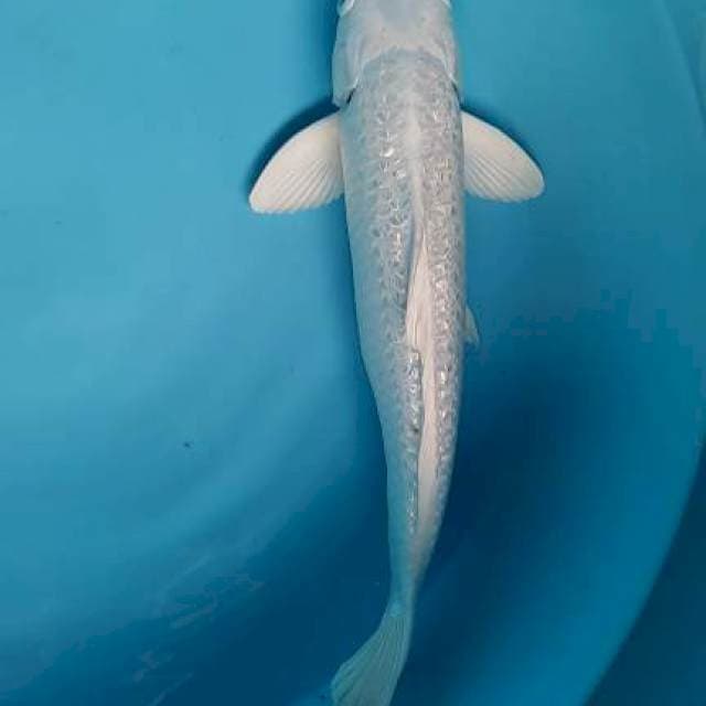 Gindrin platinum male