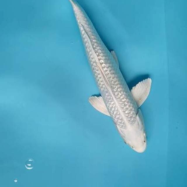 Platinum gindrin male