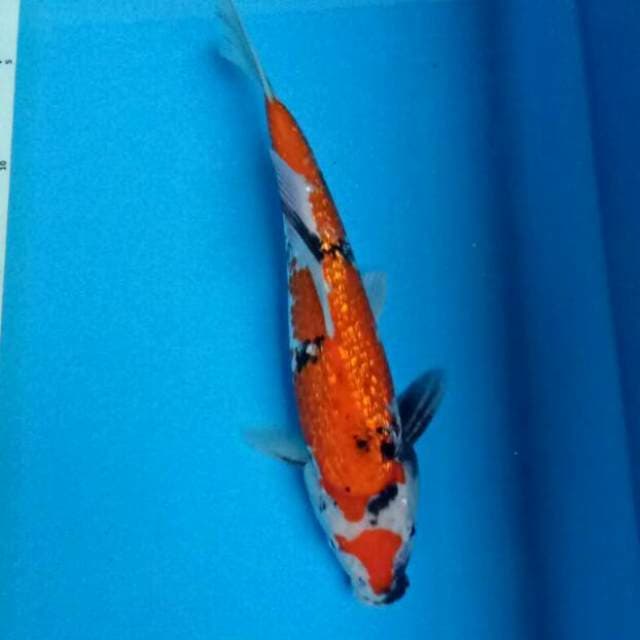 Showa Ginrin 25 cm