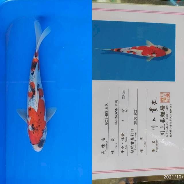 Goshiki 25cm Kawakami