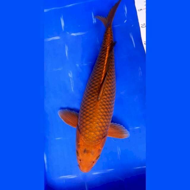 Chagoi Tembaga Bulky 45cm