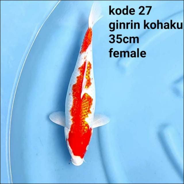 GINRIN KOHAKU