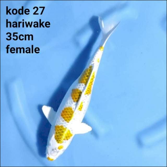 HARIWAKE