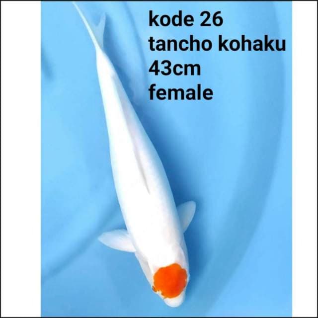 TANCHO KOHAKU