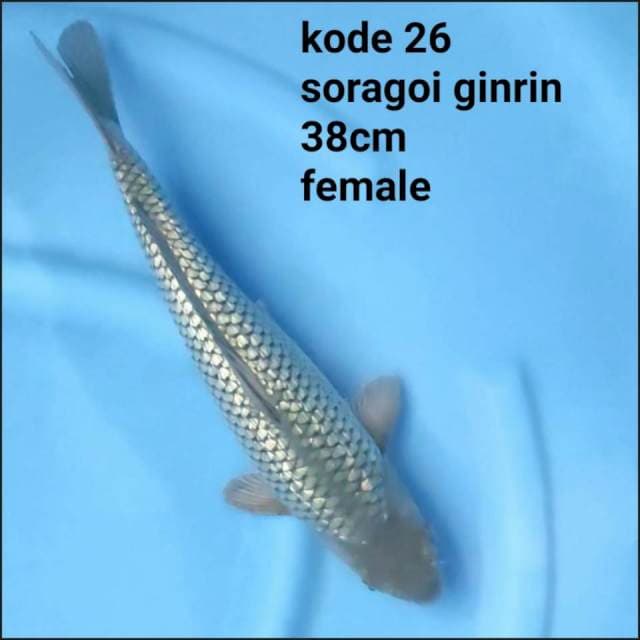 SORAGOI GINRIN